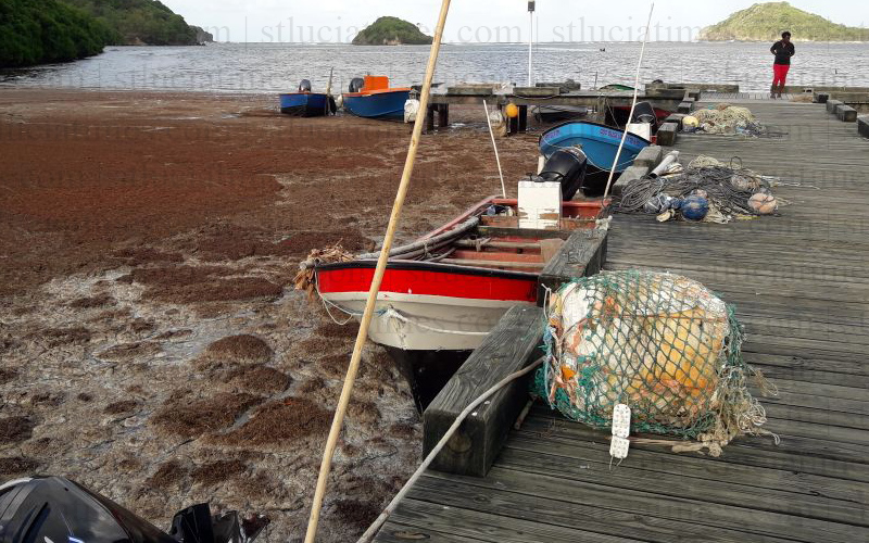 File Photo: Sargassum build up in Saint Lucia