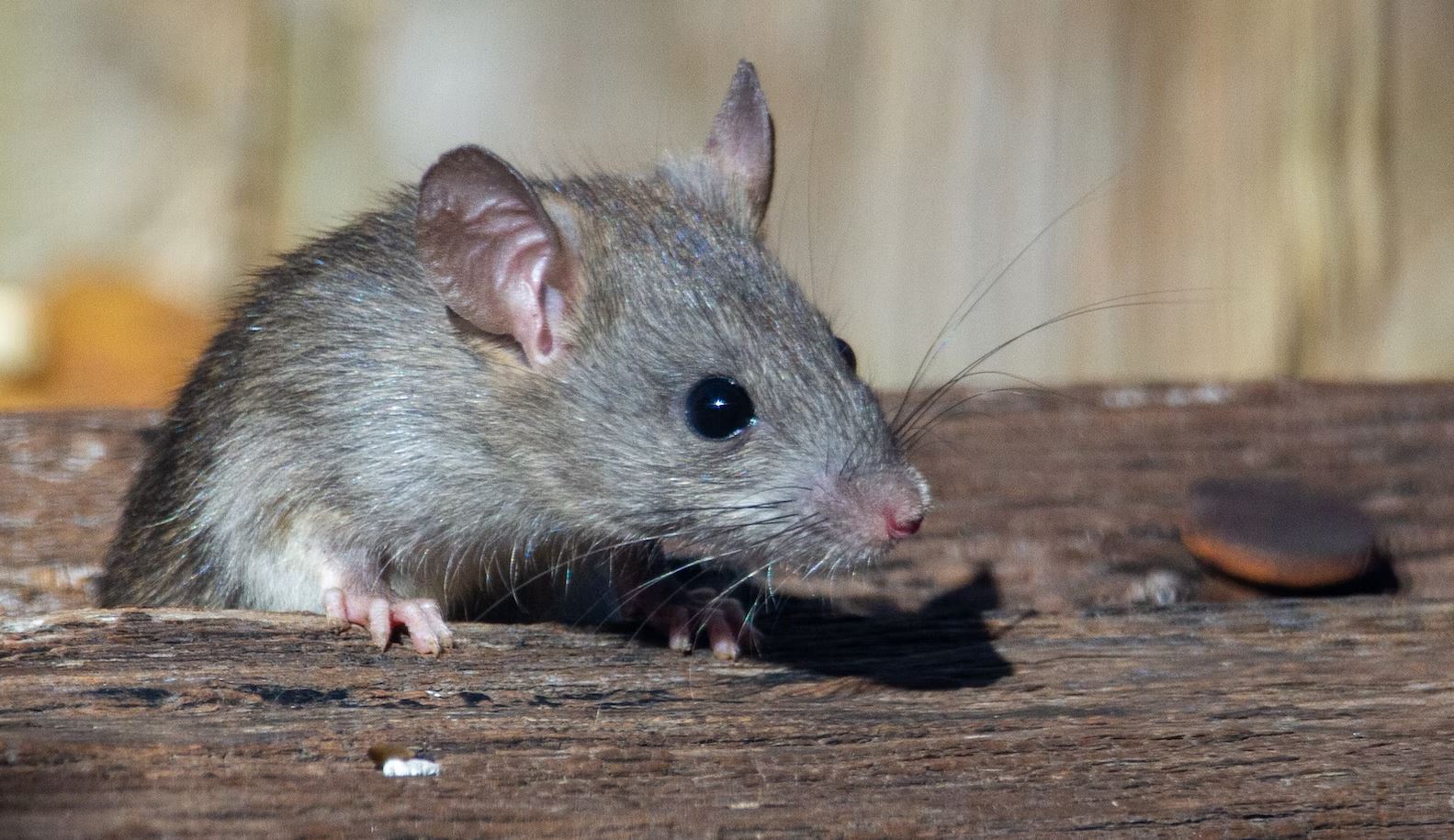 Rats Blamed For Eating 500 Kilograms Of Cannabis Stored By Indian ...