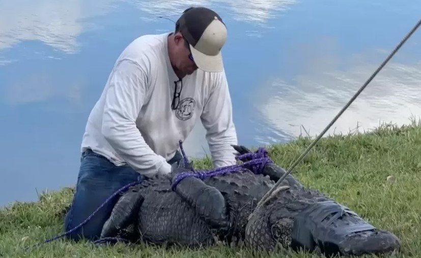 10Foot Alligator Kills Woman In Florida St. Lucia Times