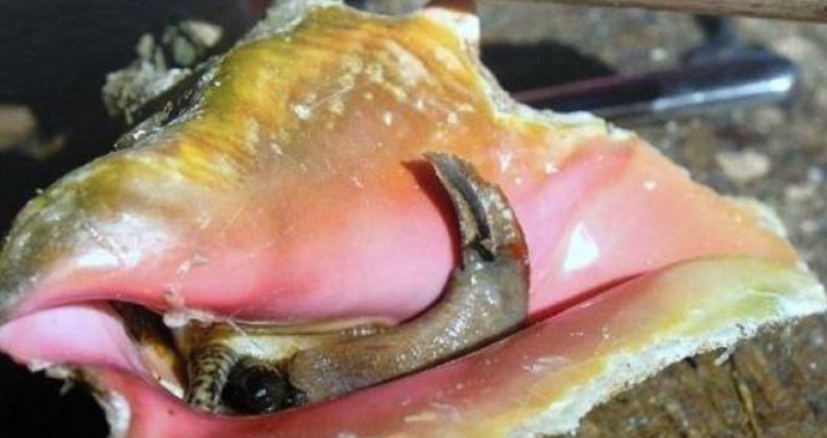 Conch