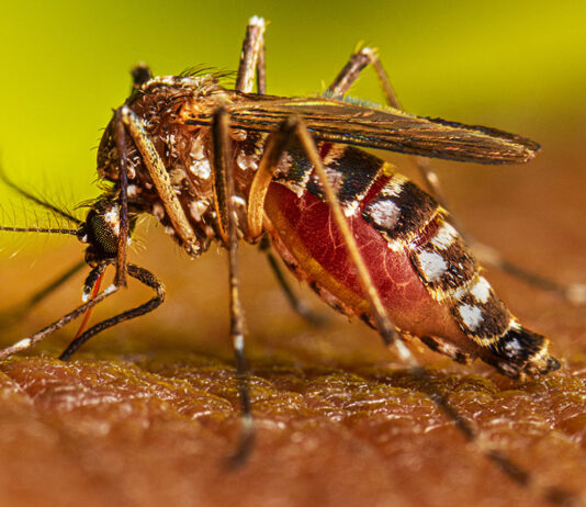 This image depicts an adult female Aedes aegypti mosquito feeding on a human subject with darker skin tone.