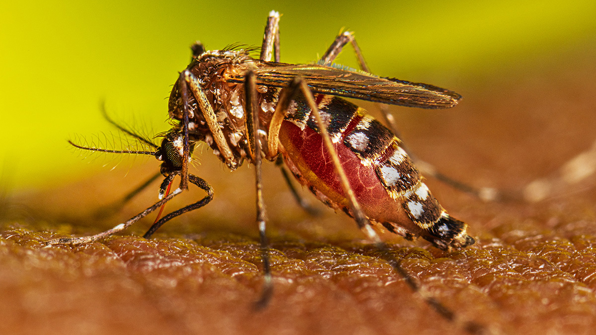 This image depicts an adult female Aedes aegypti mosquito feeding on a human subject with darker skin tone.