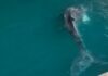 Humpback whale calf swimming in water.