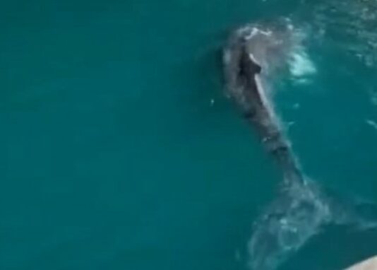 Humpback whale calf swimming in water.