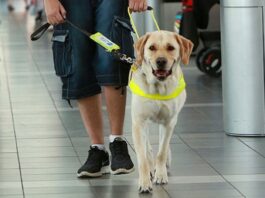 Visually impaired man with guide dog.