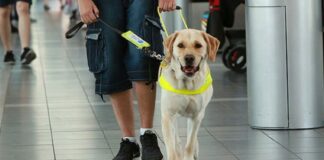 Visually impaired man with guide dog.