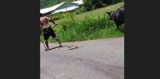 Accused Cow Thief Leading Animal Back to Where It Was Taken From