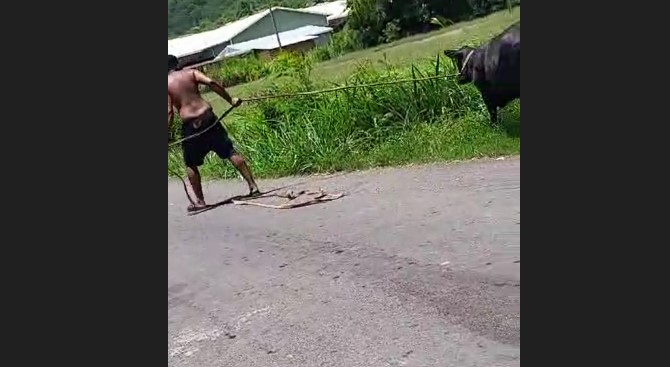 Accused Cow Thief Leading Animal Back to Where It Was Taken From
