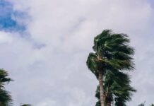 Palm tree branches feel the force of heavy wind during a storm.