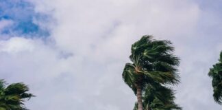 Palm tree branches feel the force of heavy wind during a storm.