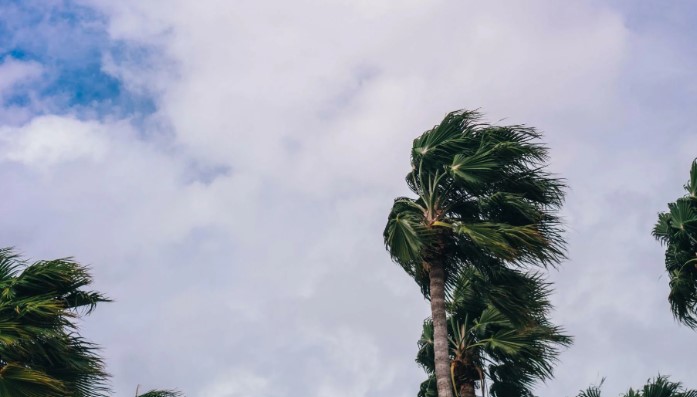 Palm tree branches feel the force of heavy wind during a storm.