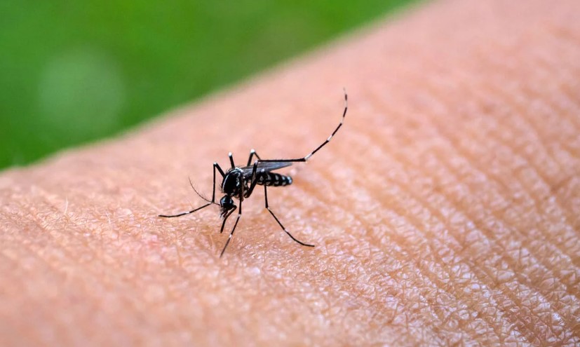 Dengue On The Rise In The Caribbean, Latin America
