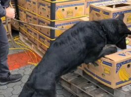 Italian police dog sniffing out cocaine among boxes of bananas.