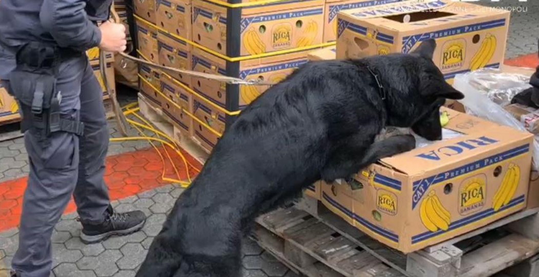 Italian police dog sniffing out cocaine among boxes of bananas.