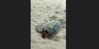 Headless turtle on the sand at Vigie Beach.