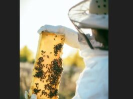 Beekeeper at work with honeycomb in hand.