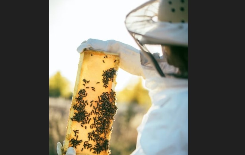 Beekeeper at work with honeycomb in hand.