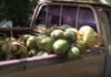 Fresh coconuts in the tray of a pickup truck.