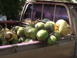 Fresh coconuts in the tray of a pickup truck.