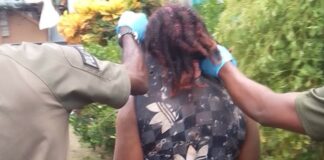 Suspect being led away by the police.