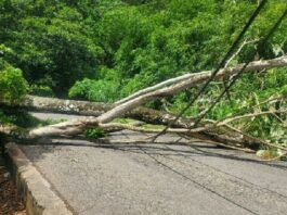 Fallen tree blocking road.