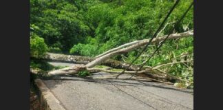 Fallen tree blocking road.