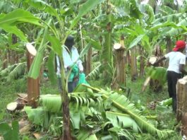 Damaged banana plants after Tropical Storm Bret