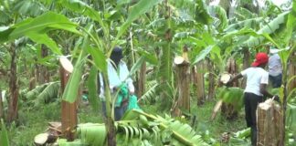 Damaged banana plants after Tropical Storm Bret