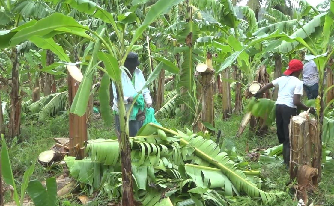 Damaged banana plants after Tropical Storm Bret