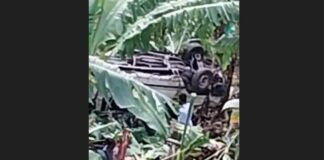 Overturned vehicle among banana trees after plunging over precipice.