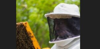 Beekeeper in protective white suit examines honeycomb covered with bees.