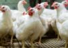 Chickens on farm