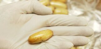 Gloved hand displays capsule containing cocaine.