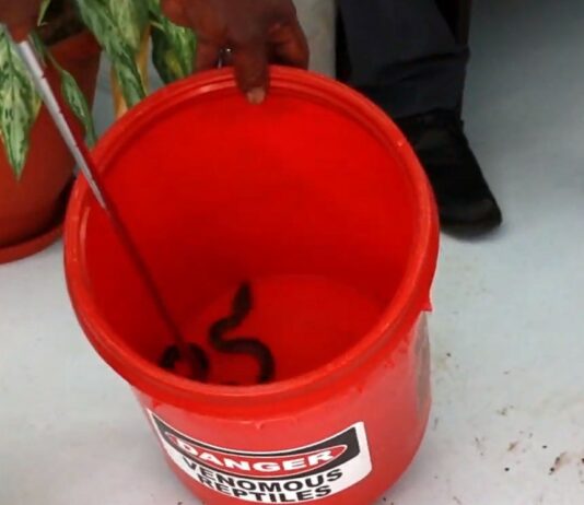 Snake in bucket.
