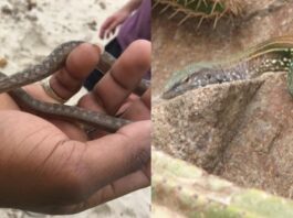 Photo collage (L to R) Saint Lucia Racer and Whiptail Lizard.