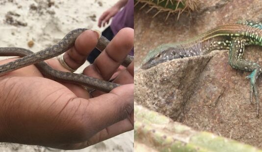 Photo collage (L to R) Saint Lucia Racer and Whiptail Lizard.