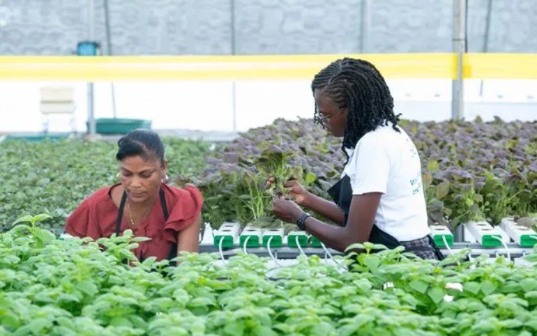 Harvesting vegetables at Guyana hydroponic farm.