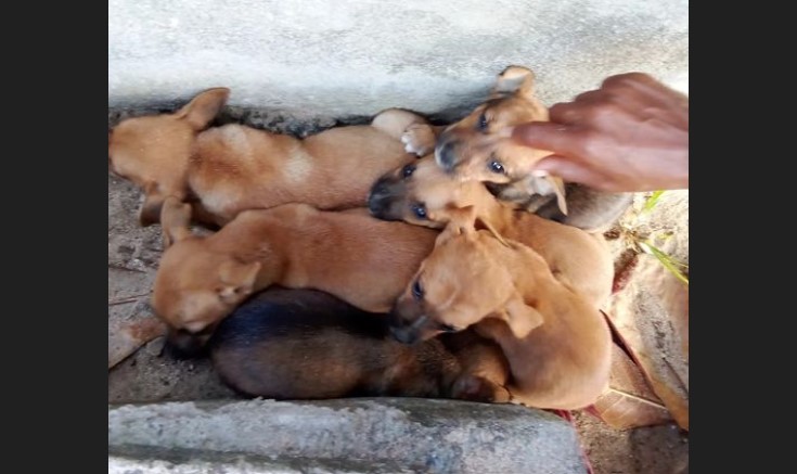 Litter of six abandoned puppies found at Vigie Beach.