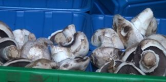 Mushrooms being prepared for export.