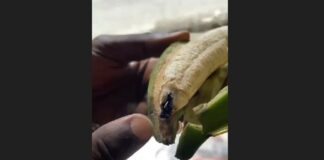 Hand holding peeled green plantain to expose imbedded pin.