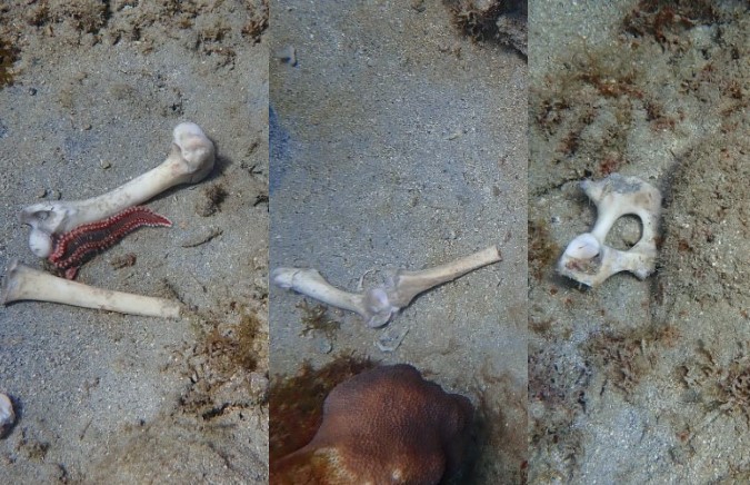 Non-human bones discovered in Soufriere.