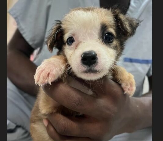 A man's hands holds up a wide-eyed black and white puppy.