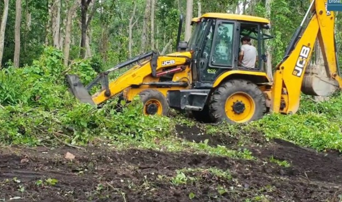 Backhoe clearing bush.