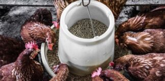Chickens feeding.
