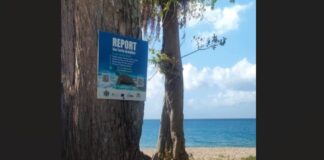 Sign on a tree near the beach with information regarding turtle sightings and who to call.