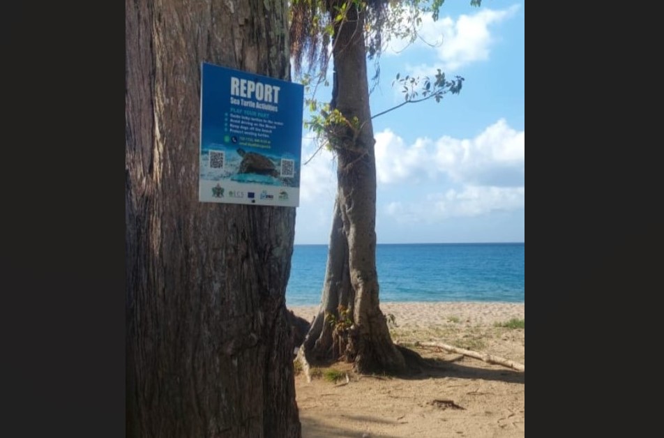 Sign on a tree near the beach with information regarding turtle sightings and who to call.