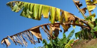 Fusarium wilt of bananas.