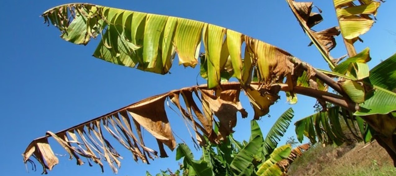 Fusarium wilt of bananas.