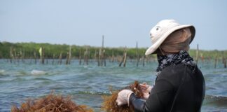 Sea moss farming