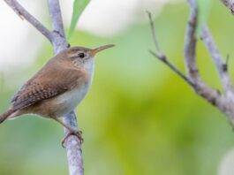 Saint Lucia Wren